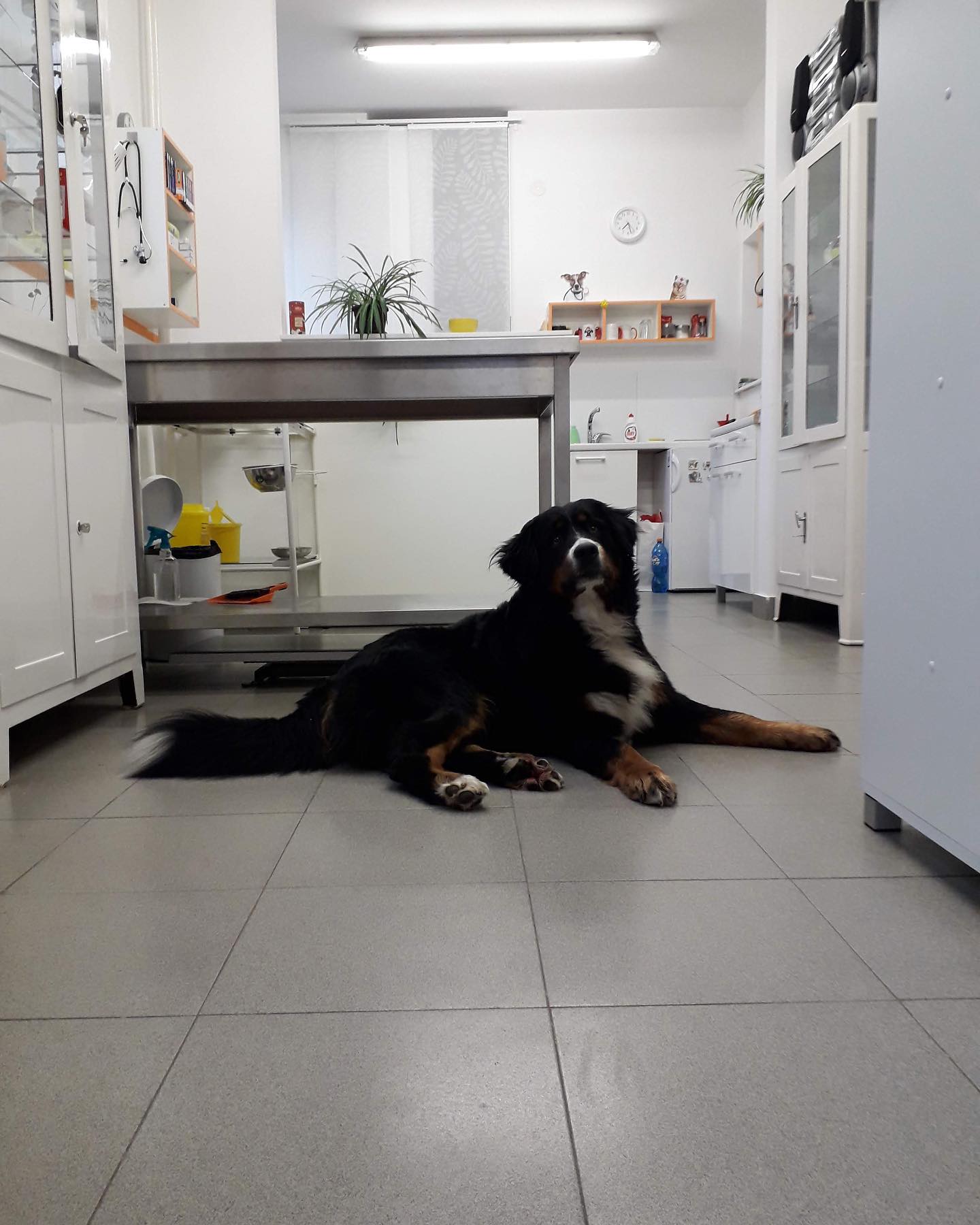 Iz ordinacije Bežanijska kosa